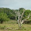 Tissa Sri Lanka Beautiful trees in the Yala National Park, Sri Lanka