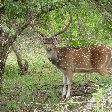 Tissa Sri Lanka Picture of a deer in the Yala National Park, Sri Lanka