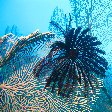 Feather Star on Fan coral 