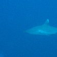 Grey Reef Shark during Liveaboar in Palau, Oceania