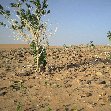 Desert camel ride to the Terjit Oasis Mauritania Diary Information