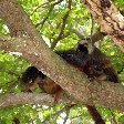 Wildlife pictures Mayotte Island Mamoudzou Picture
