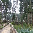 Rwanda Volcanoes National Park Ruhengeri Travel Album