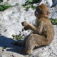 Rock of Gibraltar monkeys Trip Adventure