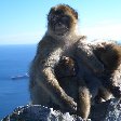 Rock of Gibraltar monkeys Travel Gallery