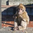 Rock of Gibraltar monkeys Information