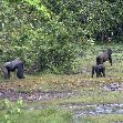 Pictures of Odzala National Park Ewo Republic of the Congo Vacation Information