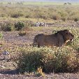Kenya safari packages Amboseli Review Photo