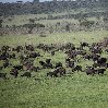 Balloon safari Serengeti Karatu Tanzania Trip