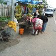 Georgetown's Botanical Gardens Guyana Photograph