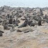 Cape Cross seal reserve Namibia Photo Sharing