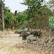 Pendjari National Park Tanguieta Benin Travel Guide