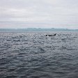 Vancouver Island orca watching Canada Travel Tips