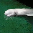 Vancouver Island orca watching Canada Holiday Adventure