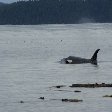 Vancouver Island orca watching Canada Diary Tips