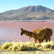 Uyuni salt flats tour Bolivia Holiday Review