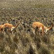 From Arequipe to Chivay and Colca Canyon Peru Photo Sharing