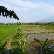 Bogor Botanical Garden Indonesia Picture gallery