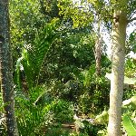 Bogor Botanical Garden Indonesia Album Pictures