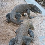 Komodo dragon habitat on Rinca island Indonesia Experience