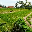 Best hotel in Ubud Bali Indonesia Trip Photo