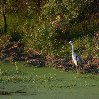 Gweru Antelope Park Zimbabwe Album