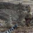 Ojitotongwe Cheetah Park Namibia Kamanjab Travel Photo Ojitotongwe Cheetah Park Namibia