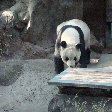 Day Trip to the Zoo in Beijing China Photo Gallery