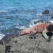 Galapagos Islands Ecuador Holiday Review