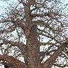 Baobab Tree Tarangire NP