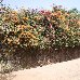 Flowering bougainvillea at Ile de Goree, Senegal Senegal Africa