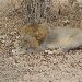 Lion in the shade at Kafue National Park Wildlife Pictures, Zambia Zambia