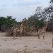 Group of giraffes in Kafue National Park Wildlife Pictures, Zambia Zambia