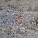 Antilope in Kafue National Park Wildlife Pictures, Zambia Zambia