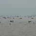 Boats in the Bay of Bengal Bangladesh