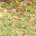 A green and jellow lizard on St Thomas United States Virgin Islands South America