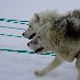 Husky dogs in Tasiilaq, Greenland Greenland North America