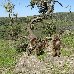 Gelada Baboons in Simien Mountains NP, Ethiopia Ethiopia